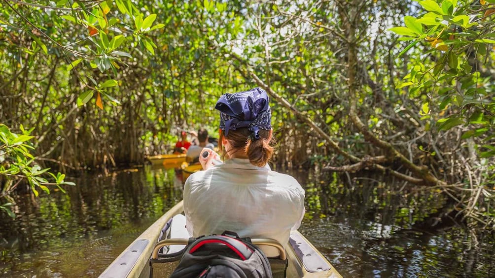 A person in a boat, wearing a bandana, navigating through a mangrove forest. 1