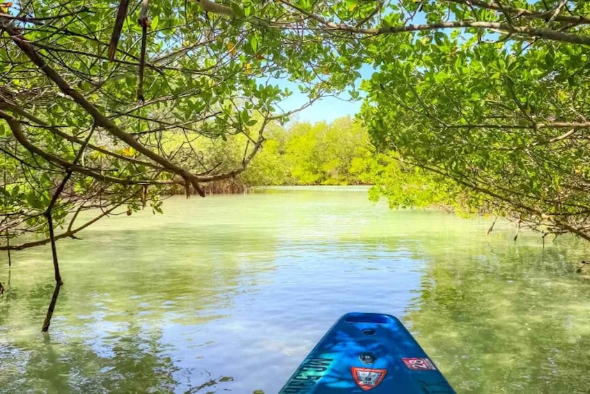A kayak on a calm water body surrounded by dense green foliage. 2