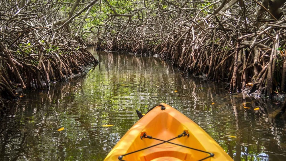 A yellow kayak in a mangrove channel surrounded by dense mangrove roots. 3
