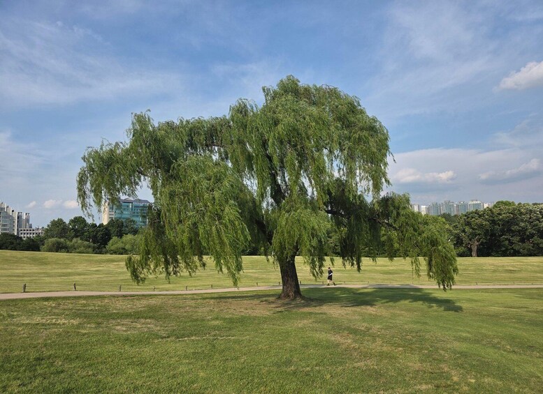 Un gran sauce llorón en un parque, con cielo despejado y edificios a lo lejos. 4