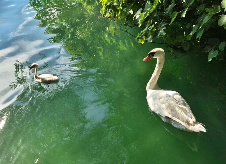 Two swans swimming in a greenish pond surrounded by foliage. 2