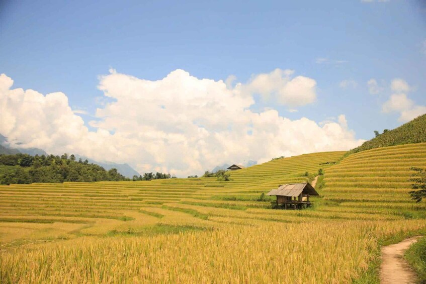 A terraced rice field with a small hut on a hillside. 1