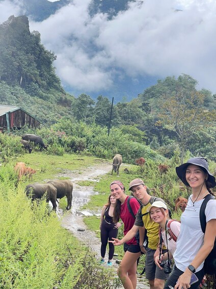 A group of people on a hiking trail with cattle grazing in the background. 3