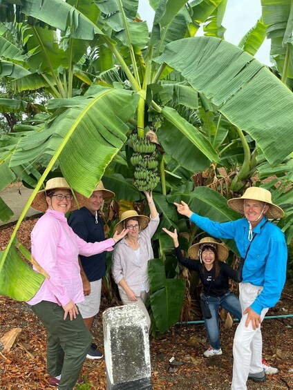 A group of people standing in a banana plantation with large banana plants and bunches of bananas. 2