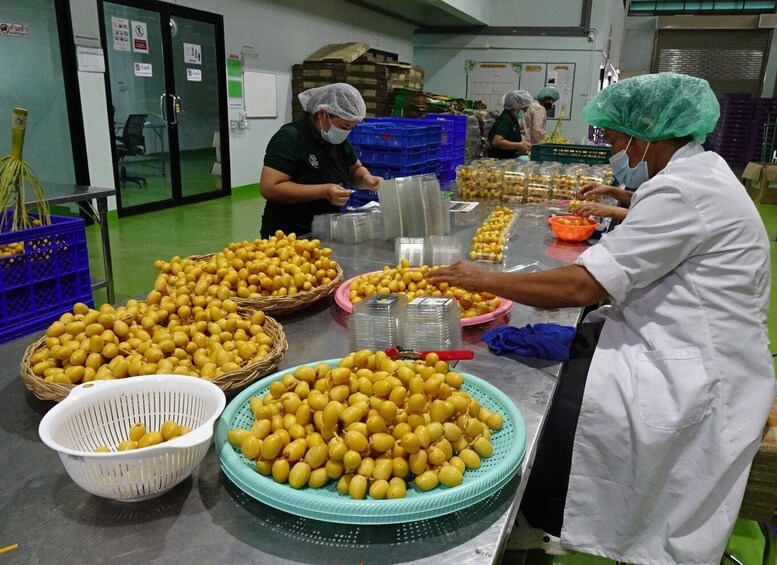 Workers in a food processing facility handling and sorting yellow fruits, likely lemons, in a clean and organized environment. 4
