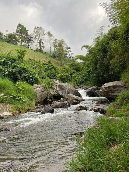 A flowing river with rocks, surrounded by lush greenery and trees. 1
