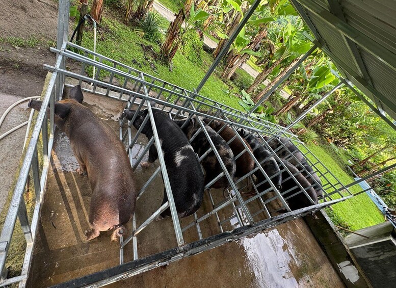 A pig pen with metal bars and a muddy ground. 5
