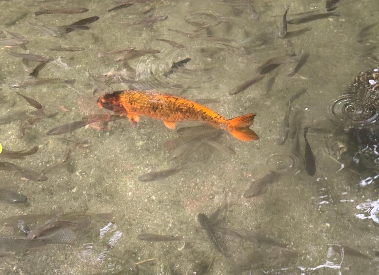 A fish with orange and black scales swimming in clear water. 1