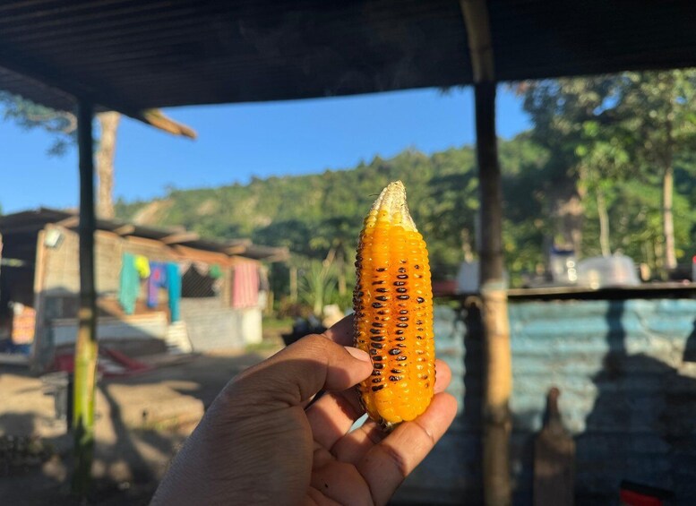 A hand holding a corn cob with a rural background. 5