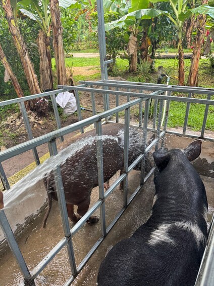 A black pig behind a metal fence in a zoo enclosure with a water source and lush greenery in the background. 3