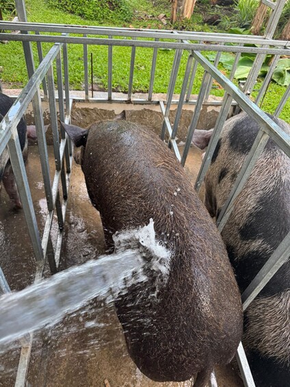 A pig in a metal enclosure with water flowing over its back. 2
