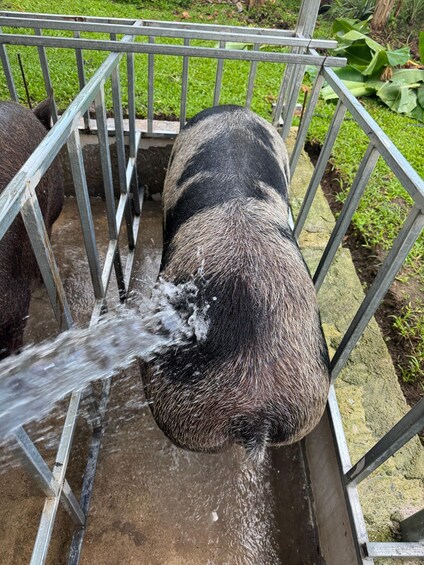 A large animal, possibly a hippo, drinking water from a metal trough. 4