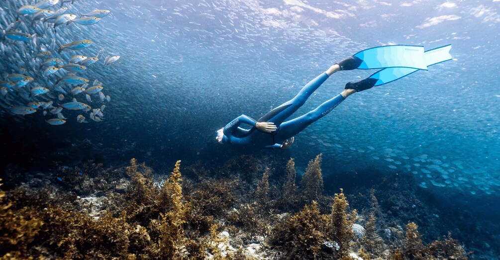 A diver in blue gear swimming underwater with fish and seaweed. 2