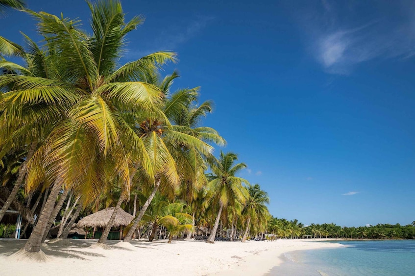 A beach with palm trees and a clear blue sky. 2