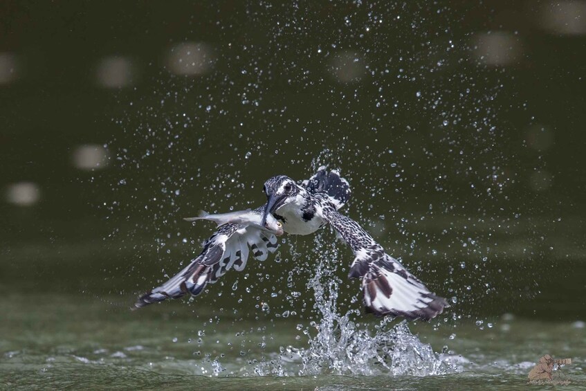 A bird in mid-flight over water with splashes. 4