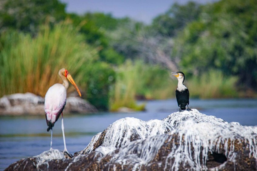 Two birds on a rock by a river with greenery in the background. 2