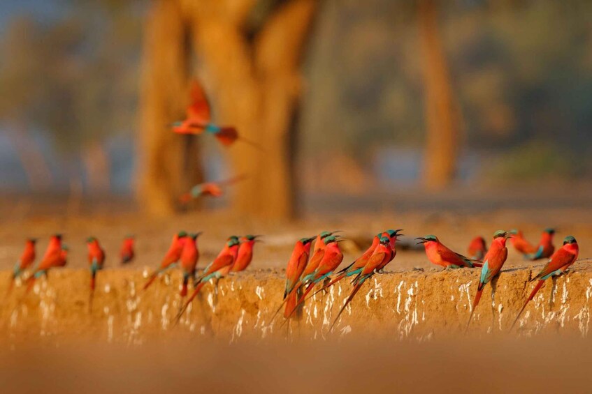 A group of red birds perched on a wooden ledge. 3