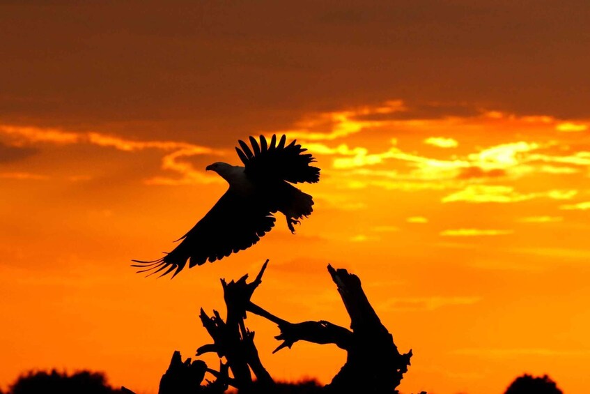 A bird in flight against a sunset sky. 5