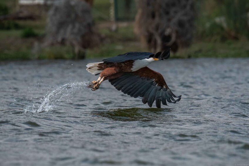 A bird in flight over water, with a splash indicating recent landing or takeoff. 1