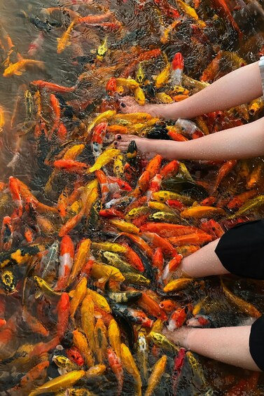 A person feeding colorful koi fish in a pond. 2