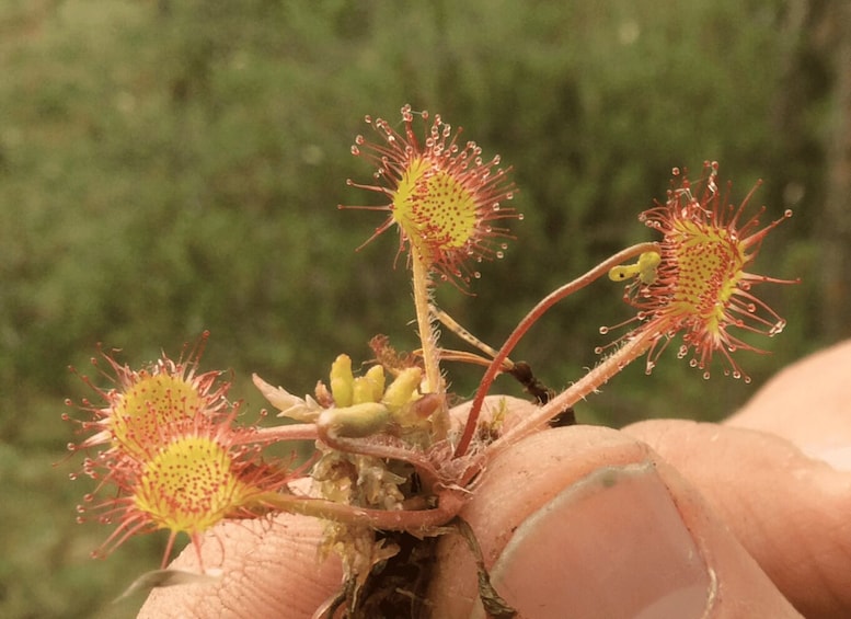 A close-up of a plant with small, spiky yellow flowers and reddish stems. 2