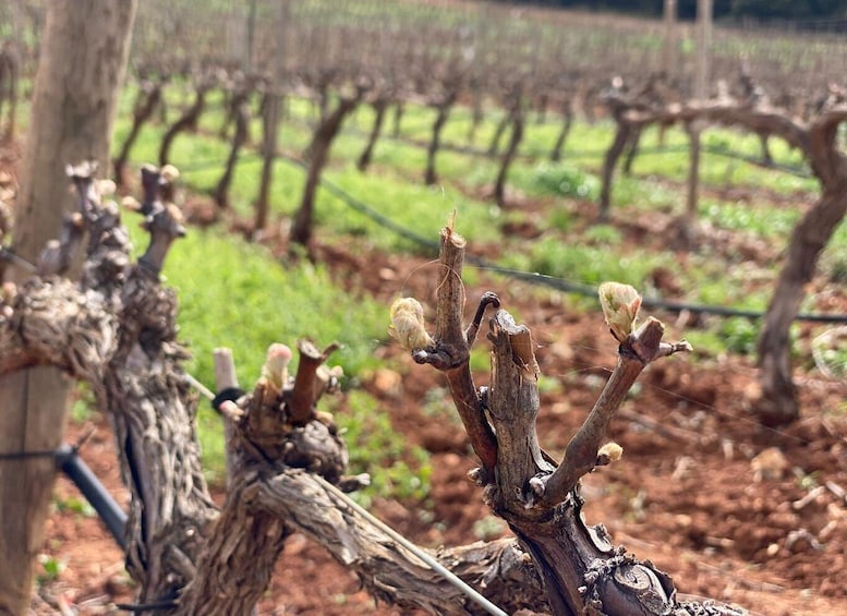 A vineyard with rows of grapevines and bare branches. 5