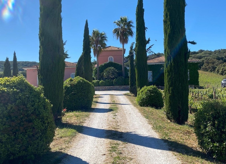 A gravel path leading to a pink villa surrounded by cypress trees and a vineyard. 4