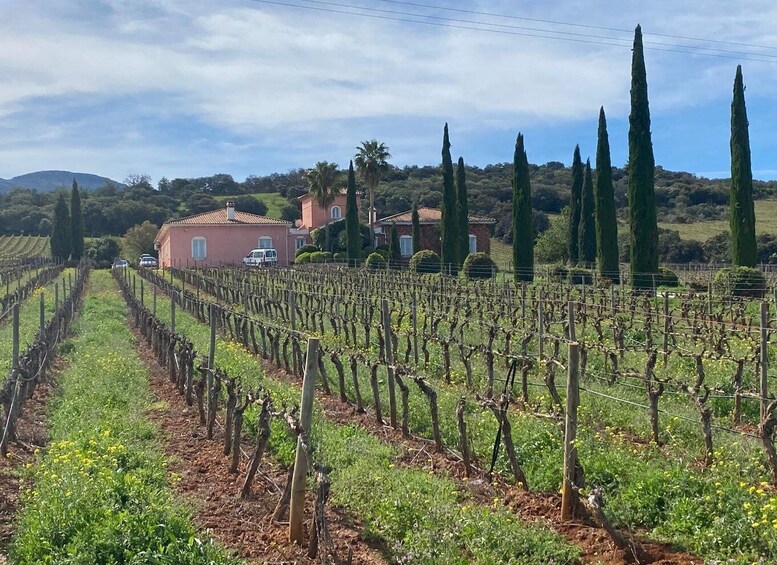 A vineyard with rows of grapevines, a red-roofed house, and tall cypress trees in the background. 3