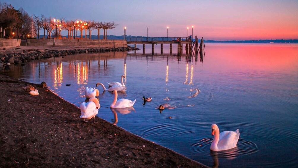 Swans on a calm lake at dusk with a pier and street lamps in the background. 1