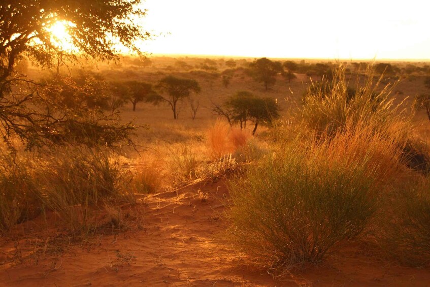 Picture 1 for Activity Windhoek: Zannier Reserve Sunset Safari with Snacks 2