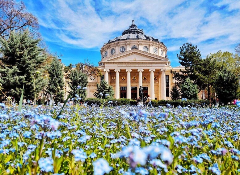 A classical building with a dome and columns, surrounded by a field of blue flowers. 5