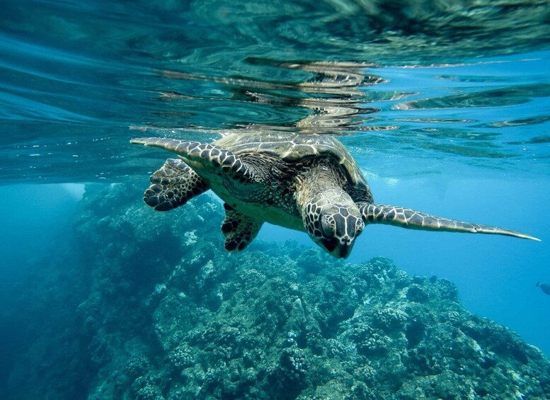 A sea turtle swimming underwater with a coral reef in the background. 3