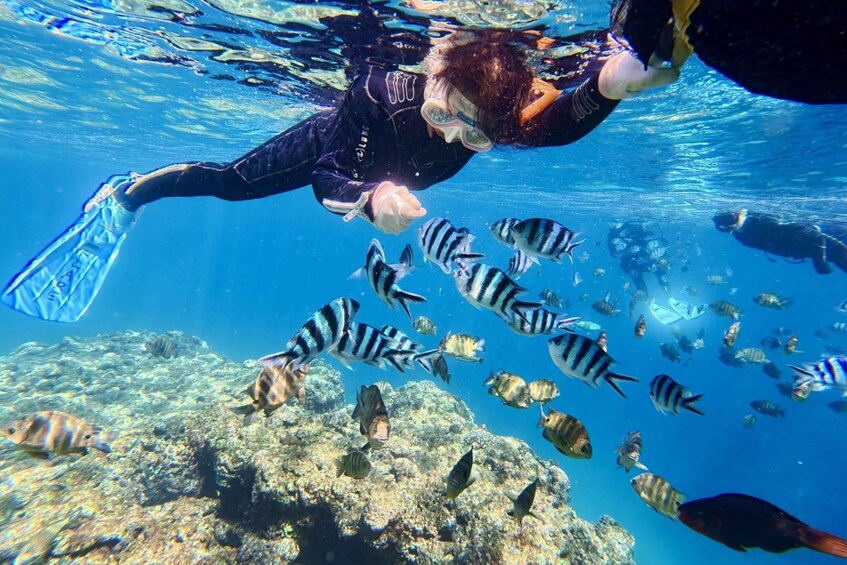 A person scuba diving with a group of striped fish. 1