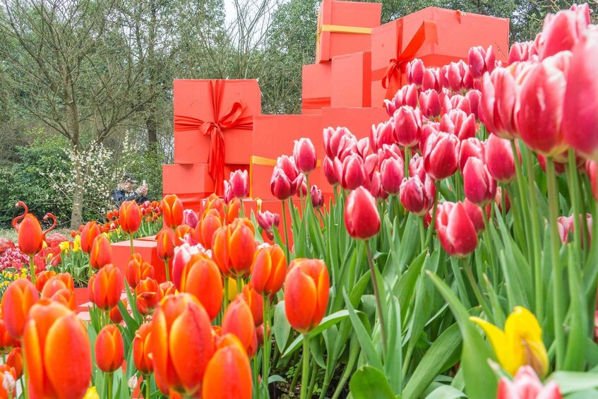 A garden with tulips and red gift boxes. 1