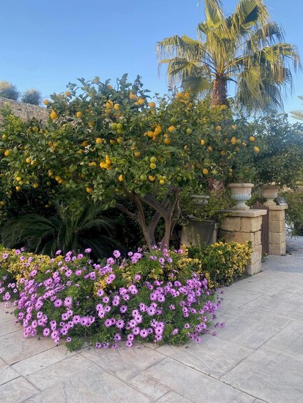 A garden with a lemon tree, purple flowers, and a palm tree. 4