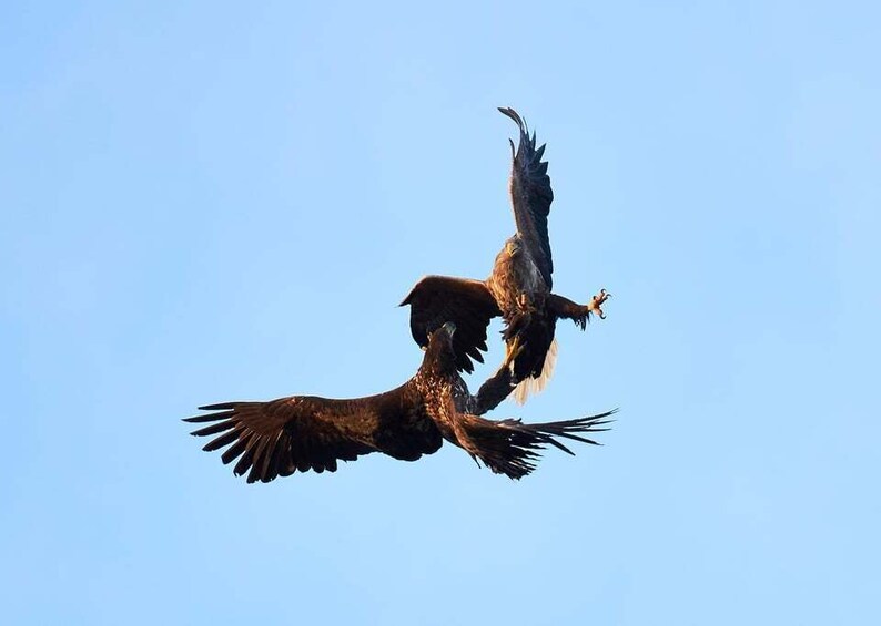 Two birds in flight against a clear sky. 5