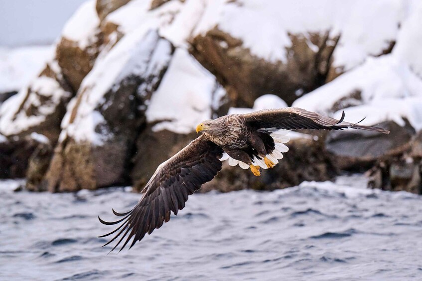 A bird of prey in flight over a snowy landscape with rocky outcrops. 3