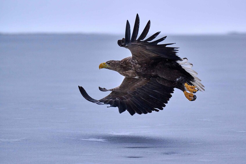 A bird of prey in flight over a body of water. 2