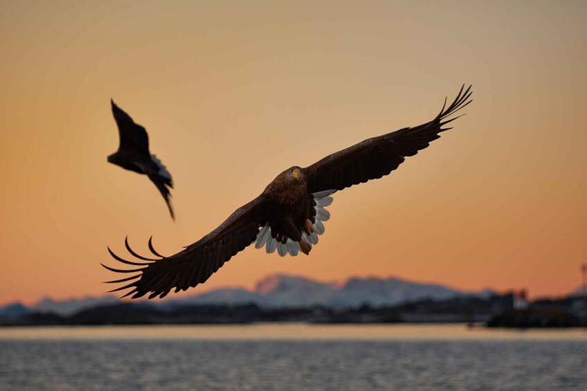 A bird of prey in flight over a body of water with a mountain range in the background. 4