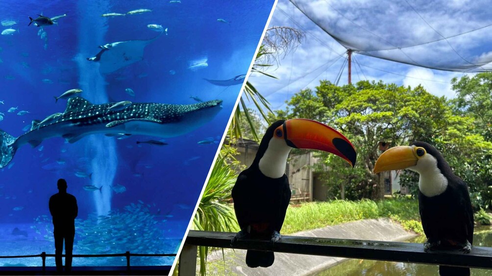 An aquarium with a whale shark and a person observing, and a toucan perched on a railing. 1