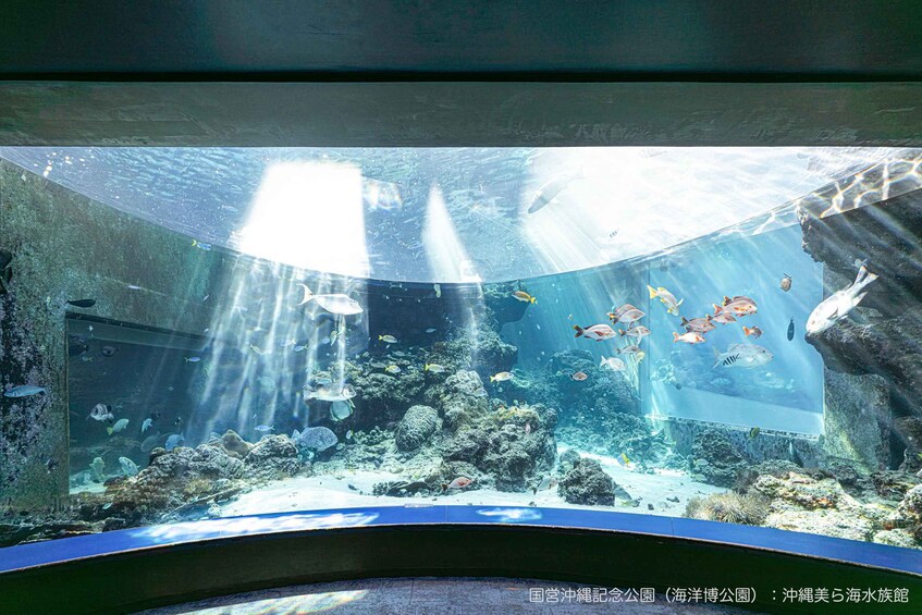 An aquarium with various fish swimming around coral reefs and rocks. 5