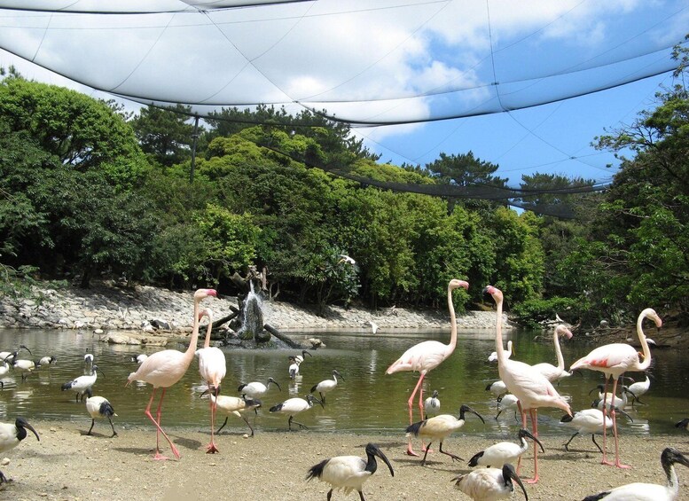 A group of flamingos and other birds by a water body, surrounded by dense greenery and a clear sky. 4