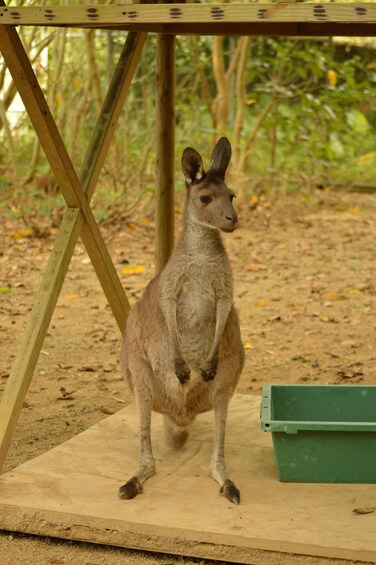 A kangaroo standing on a wooden platform with a green container nearby. 3