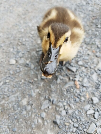 A duckling on a gravel surface. 2