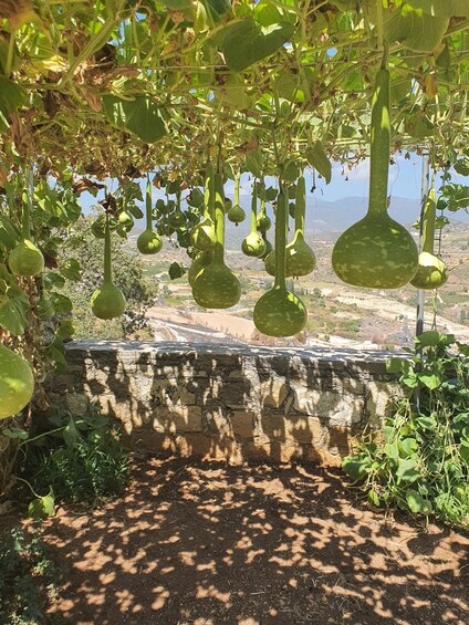 A garden with hanging squash plants. 2