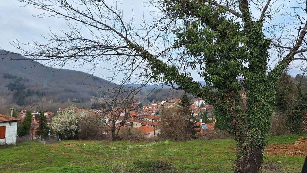 A tree with ivy, a rural landscape, and a village with red-roofed houses. 4