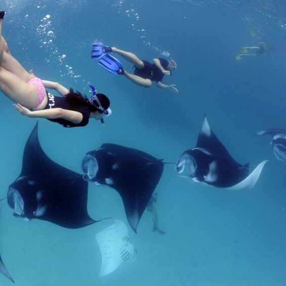 People snorkeling with manta rays in clear blue water. 5