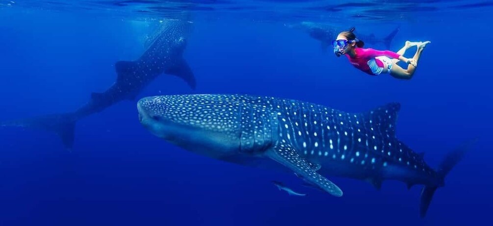A diver swimming with a whale shark in clear blue water. 1