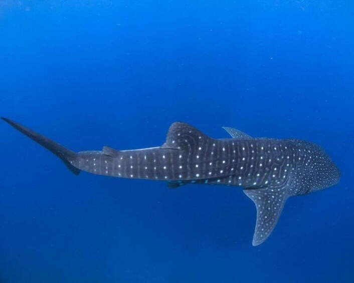 A large whale shark swimming in clear blue water. 1