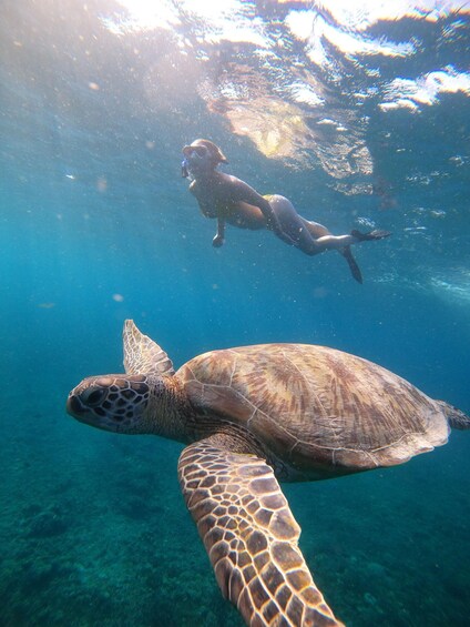 A diver swimming with a sea turtle in clear blue water. 4